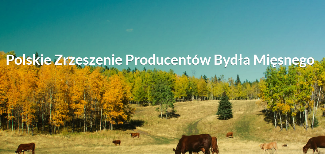 obraz przedstawia: Bydło pasie się na słonecznym, rozległym pastwisku otoczonym jesiennymi drzewami o żółtych i zielonych liściach, pod czystym błękitnym niebem. Na zdjęciu widnieje biały napis 'Polskie Zrzeszenie Producentów Bydła Mięsnego
