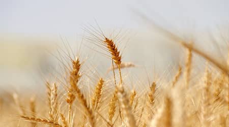 Łany zboża, pszenicy